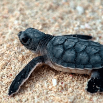 Tortuga Bebé